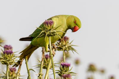 Rose-ringed Parakeet