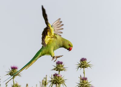 Rose-ringed Parakeet