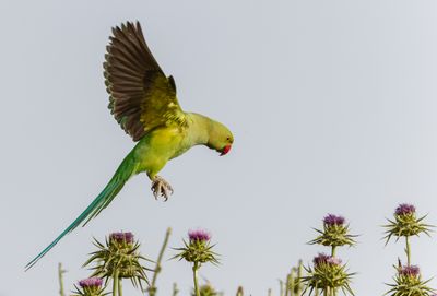 Rose-ringed Parakeet