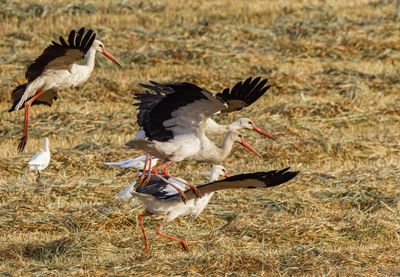 White Stork