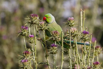 Rose-ringed Parakeet