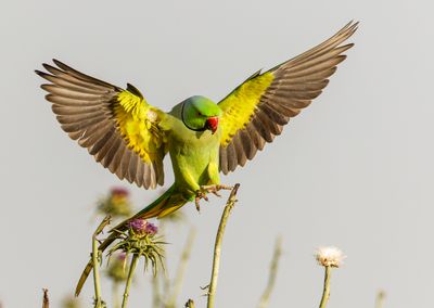 Rose-ringed Parakeet