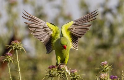 Rose-ringed Parakeet