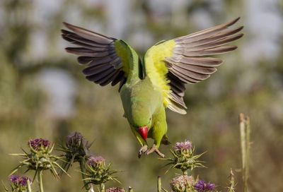 Rose-ringed Parakeet
