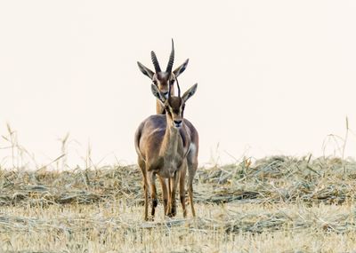 Gazella