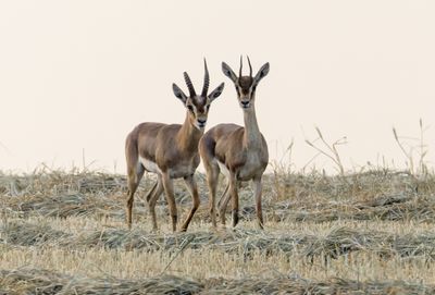 Gazella