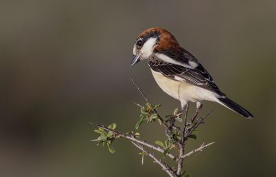 Woodchat Shrike