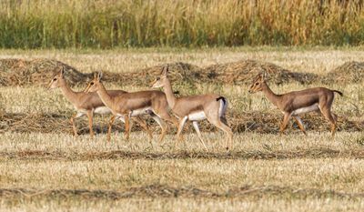 Gazella