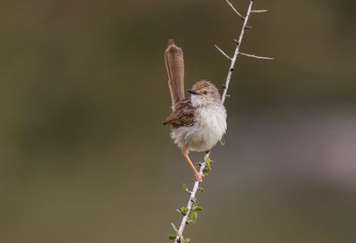 Graceful Prinia