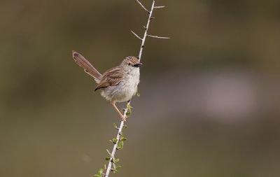 Graceful Prinia