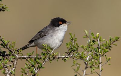 Sardinian Warbler