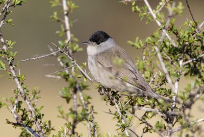 Blackcap