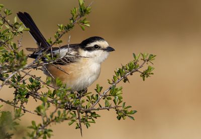 Masked Shrike