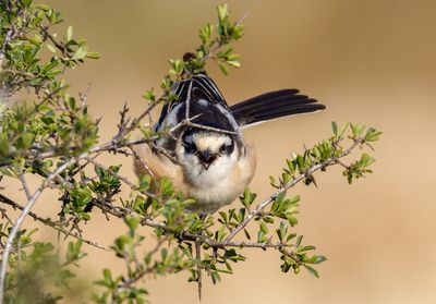 Masked Shrike