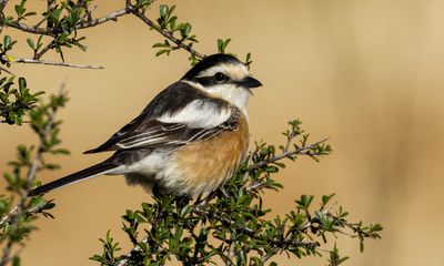 Masked Shrike