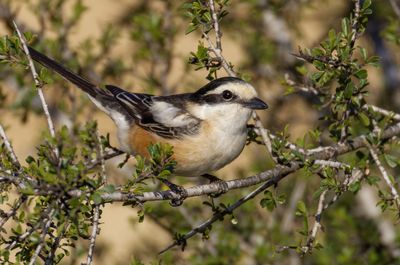 Masked Shrike