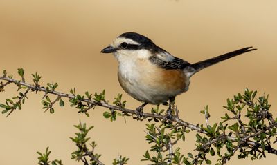 Masked Shrike