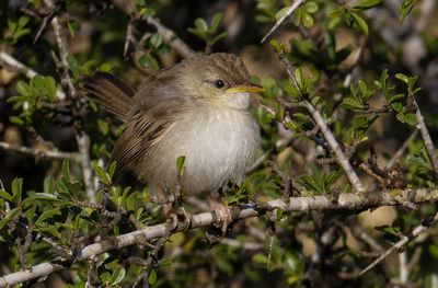 Graceful Prinia
