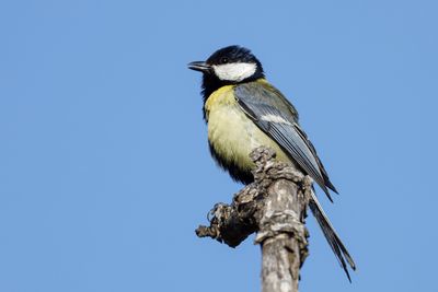 Great tit               ירגזי מצוי