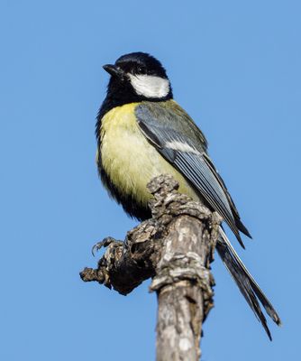 Great tit