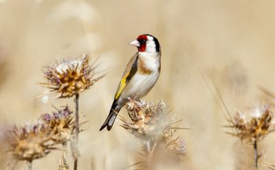 Goldfinch
