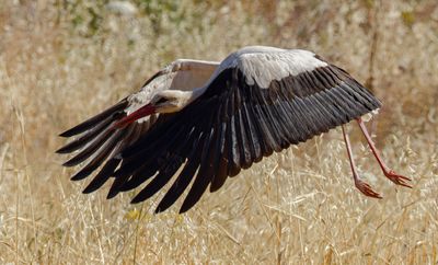 White Stork