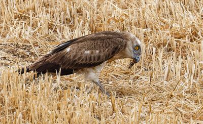 Short Toed Eagle