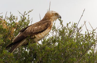 Short Toed Eagle