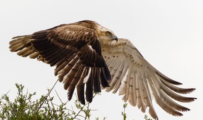 Short Toed Eagle