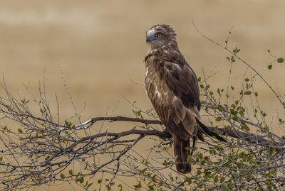Short Toed Eagle