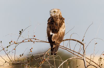 Short Toed Eagle