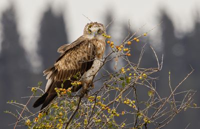 Short Toed Eagle