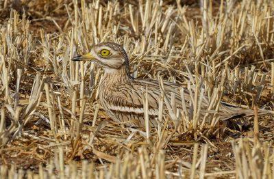 Stone curlew