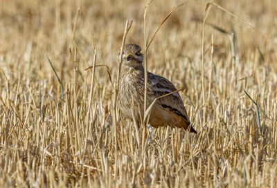 Stone curlew