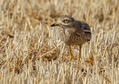 Stone curlew