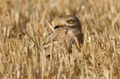 Stone curlew Burhinus oedicnemus כרוון מצוי