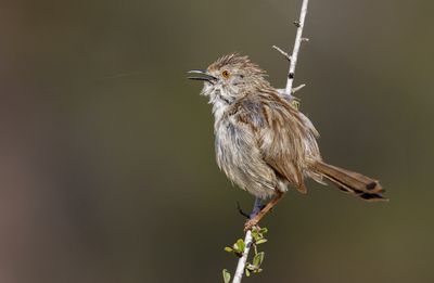 Graceful Prinia פשוש