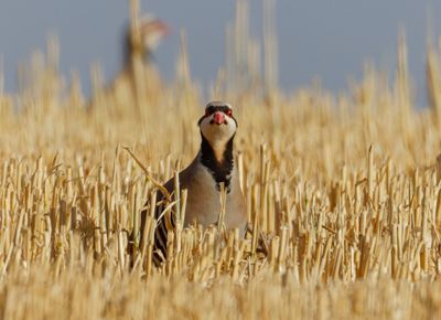 Partridge