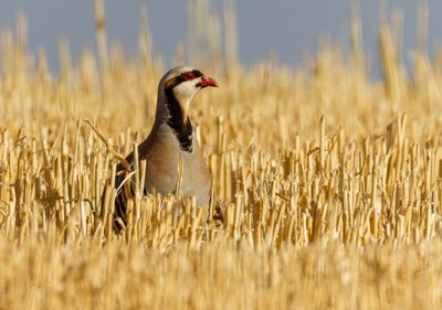 Partridge