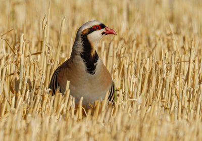 Partridge- Chukar חוגלת סלעים