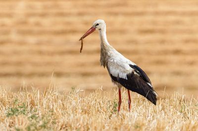 White Stork