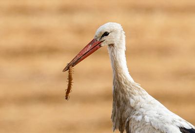 White Stork
