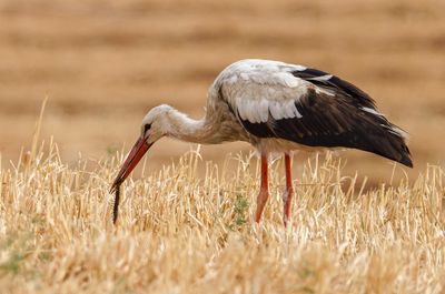 White Stork חסידה לבנה