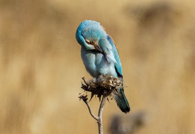 Roller