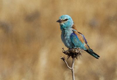 Roller (European) כחל