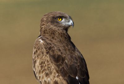 Short Toed Eagle