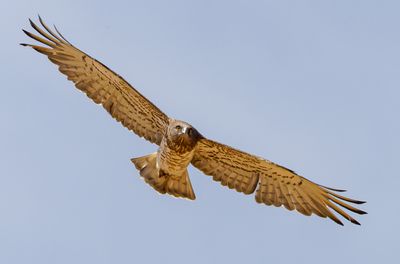 Short Toed Eagle 2024 -2025 חיוויאי