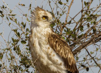 Short Toed Eagle