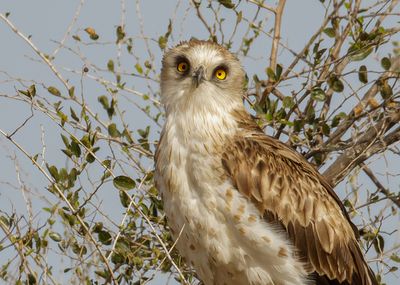 Short Toed Eagle