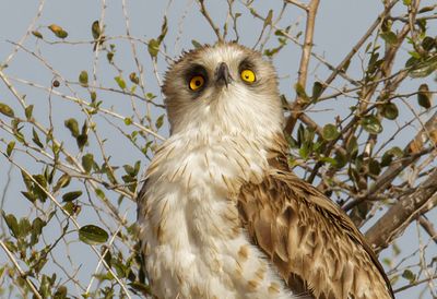 Short Toed Eagle